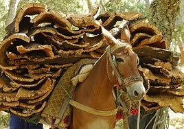 A mule carries planks of cork freshly harvested in the Montes de Propios de Ronda.