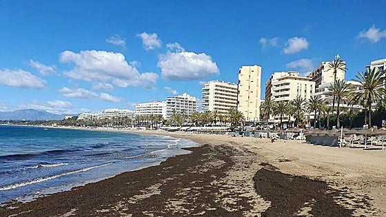 Costa del Sol towns meet in Marbella to discuss problem of invasive algae
