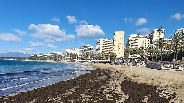 Costa del Sol towns meet in Marbella to discuss problem of invasive algae