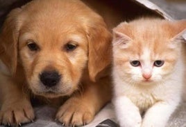 Veterinary medicine for dogs, cats and horses recalled due to packaging defect
