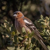 Common chaffinch.