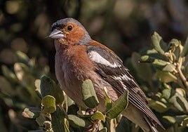 Common chaffinch.