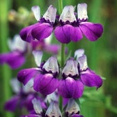 Collinsia hetrophylla.
