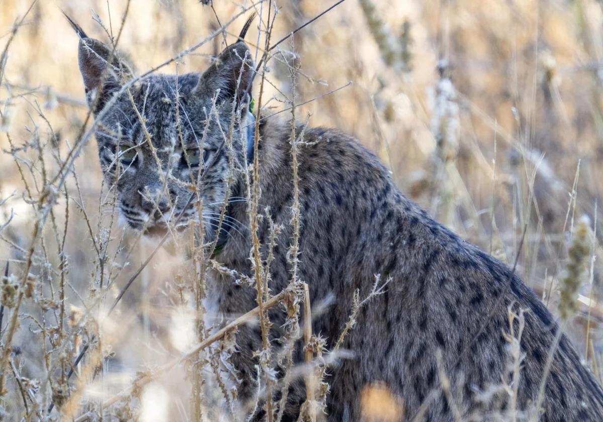 Uraclio, the first Iberian lynx to live in the Madrid region of Spain, is looking for somewhere to settle down