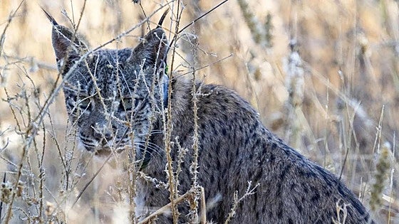 Uraclio, the first Iberian lynx to live in the Madrid region of Spain, is looking for somewhere to settle down