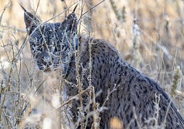 Uraclio, the young Iberian lynx detected in Madrid.