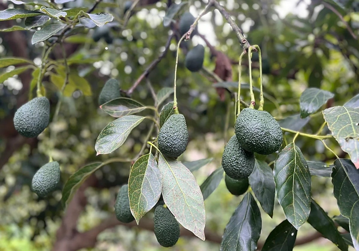 An avocado farm.