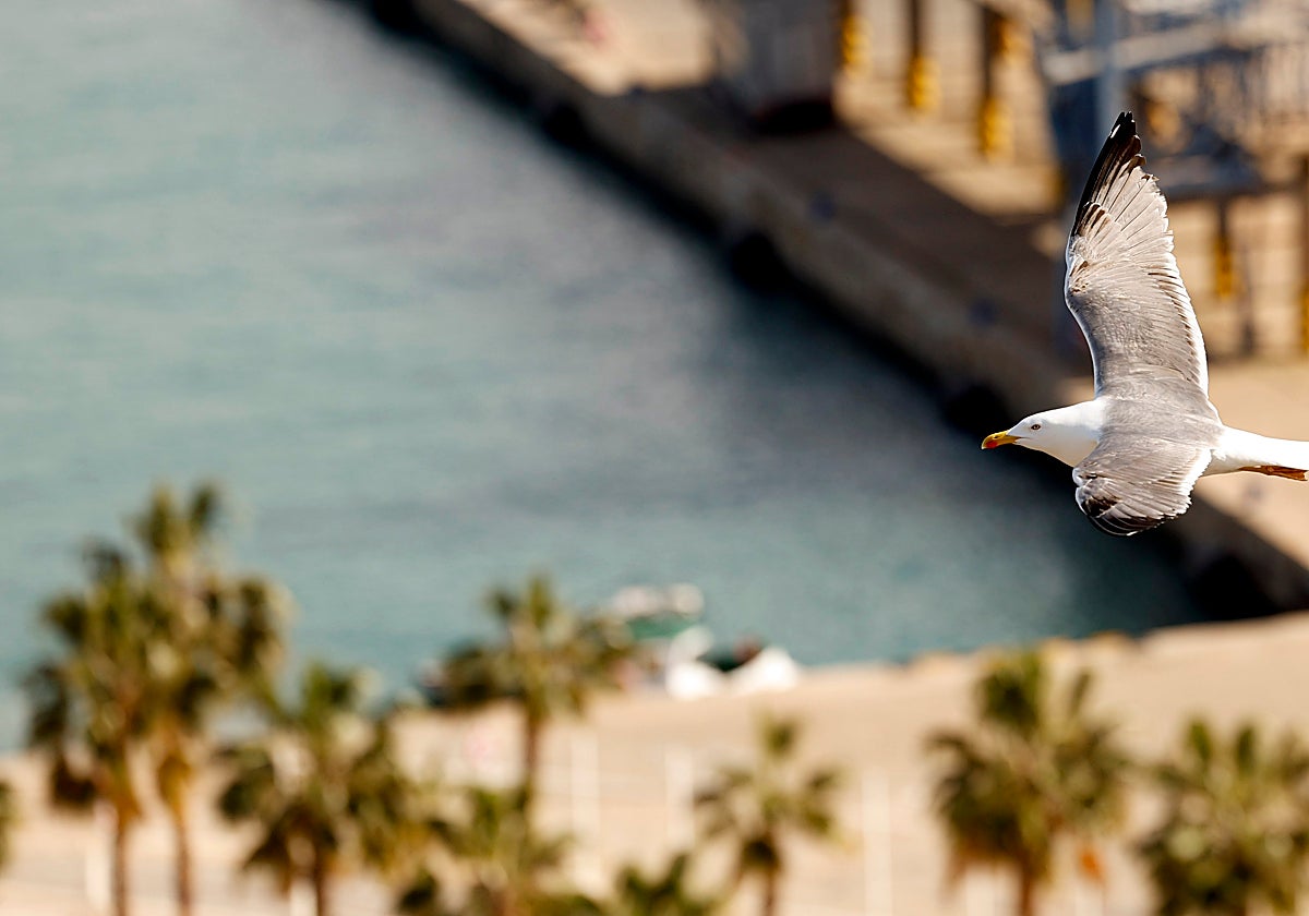 A seagull flies over the port of Malaga.