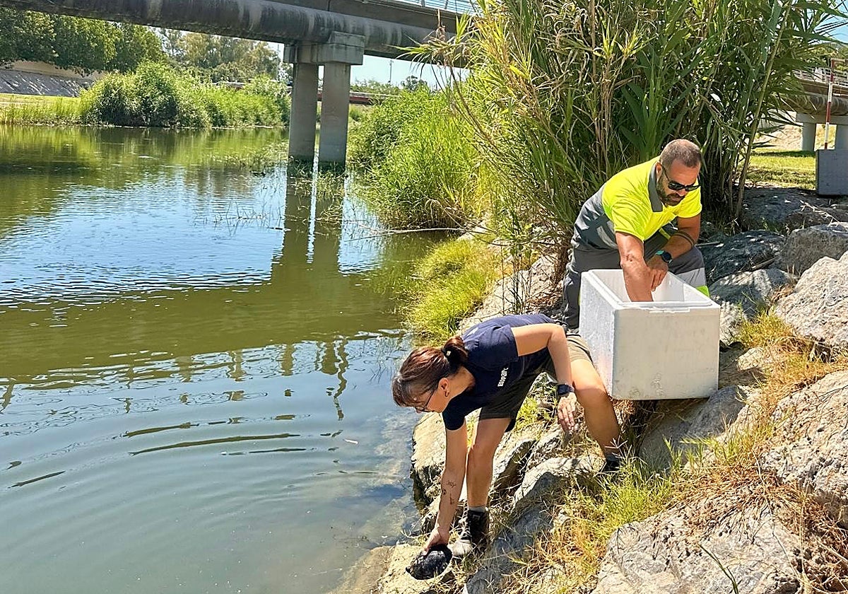Bioparc Fuengirola staff release the Spanish pond turtles at the mouth of the river.