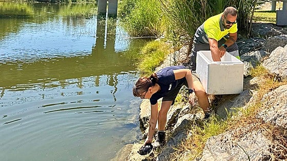 Operation Tortuga releases 16 native turtles into Fuengirola river