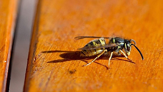 Say goodbye to wasps around the swimming pool: three simple tricks to help keep them away this summer