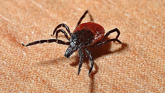 Warning of an increase in ticks in Spain this summer: how to avoid being bitten
