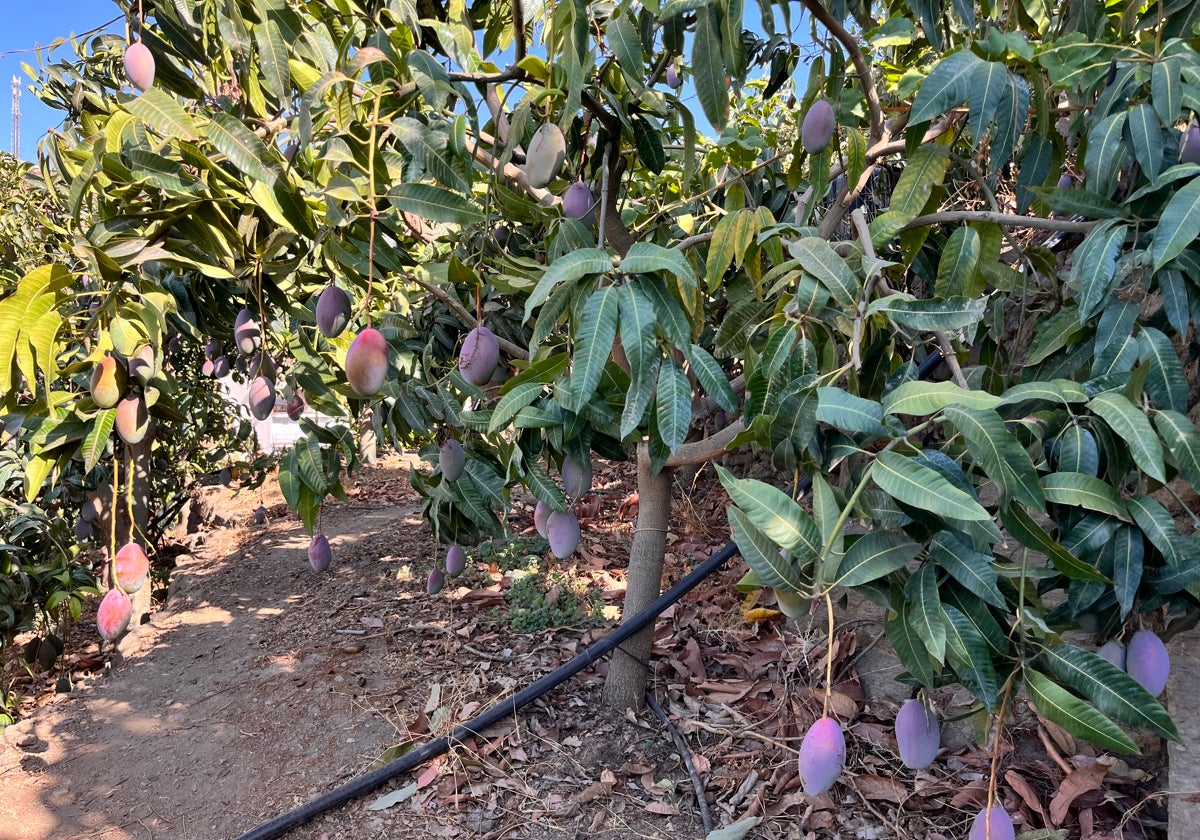 Central government makes a move to boost avocado and mango production and consumption in Spain