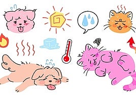 How to keep your pet cool in the heat of summer