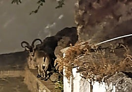 Image of the animal in the area of Cueva Millón in Canillas de Aceituno.