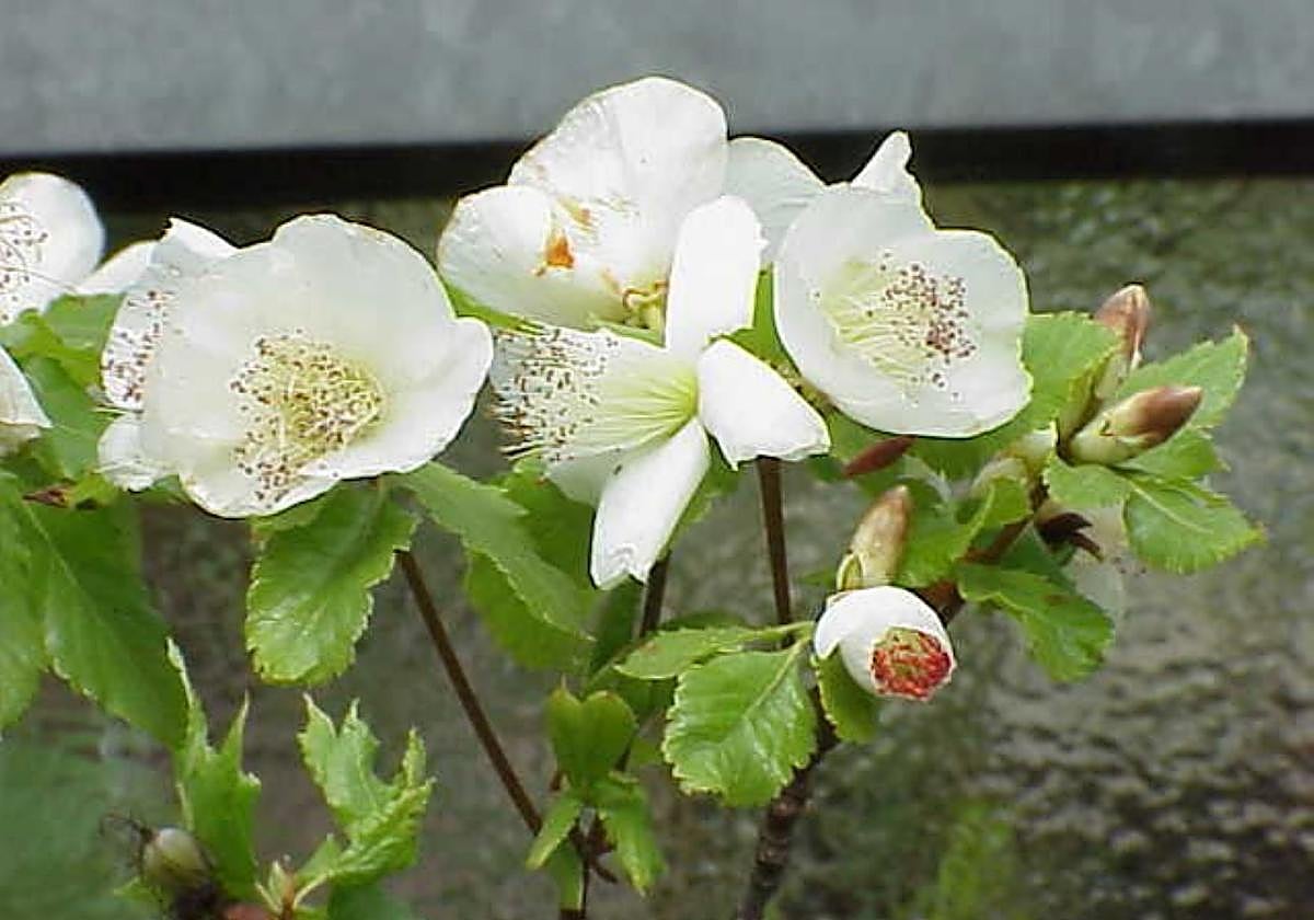 Eucryphia glutinosa.