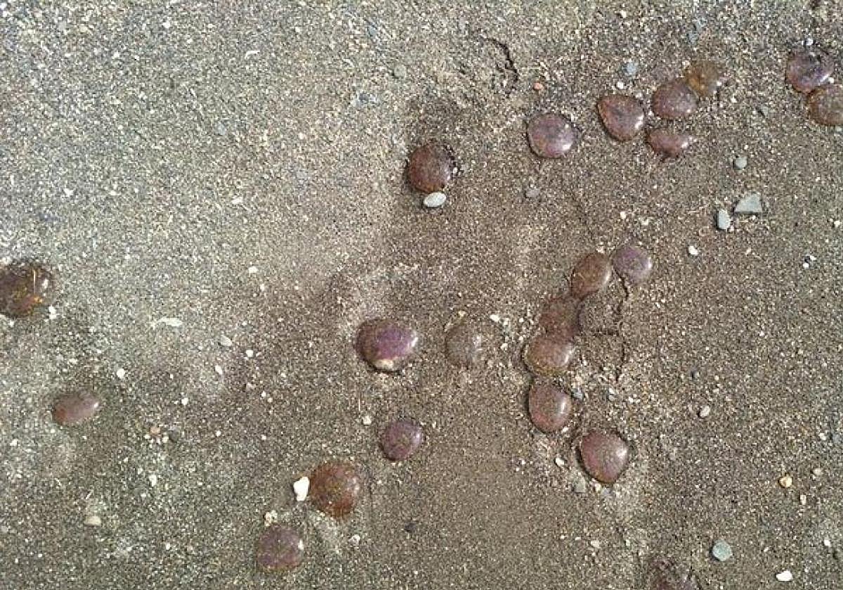 Archive image of jellyfish on a beach in the Axarquia.