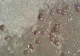 Archive image of jellyfish on a beach in the Axarquia.