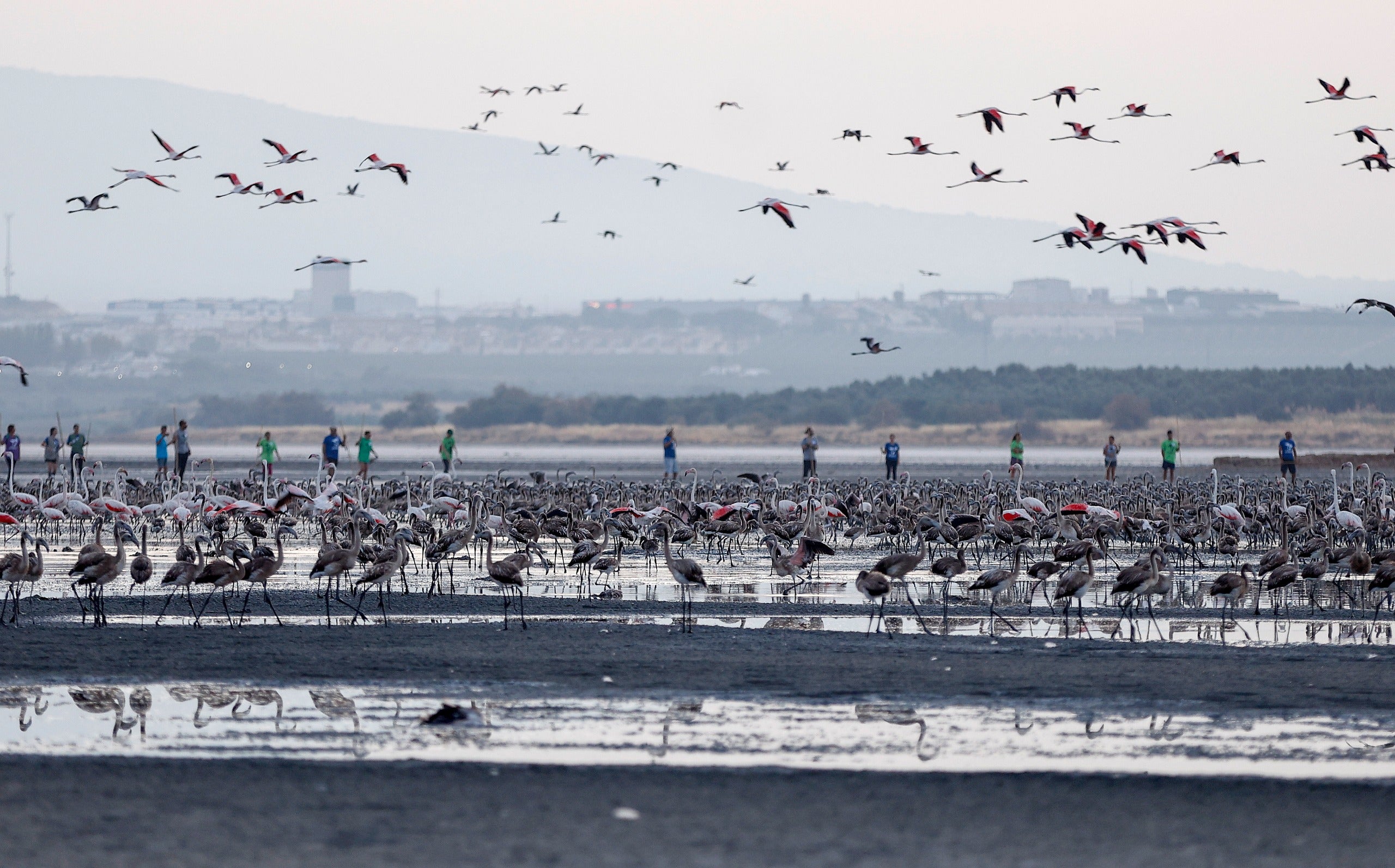 Flamingo ringing returns to Fuente de Piedra after years of drought