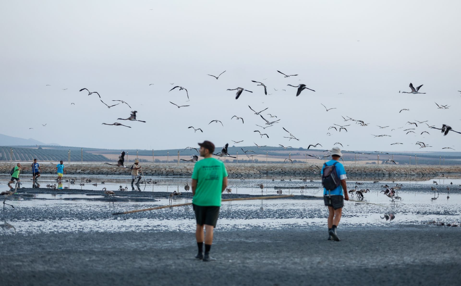 Flamingo ringing returns to Fuente de Piedra after years of drought