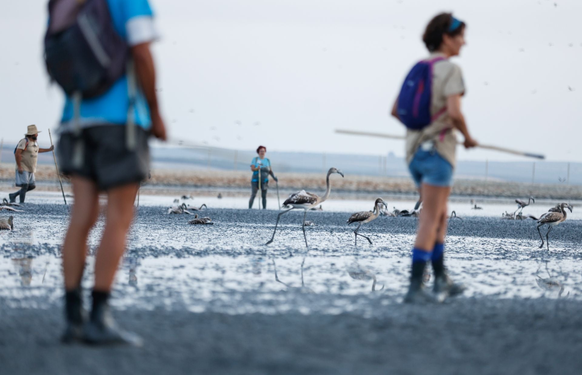 Flamingo ringing returns to Fuente de Piedra after years of drought