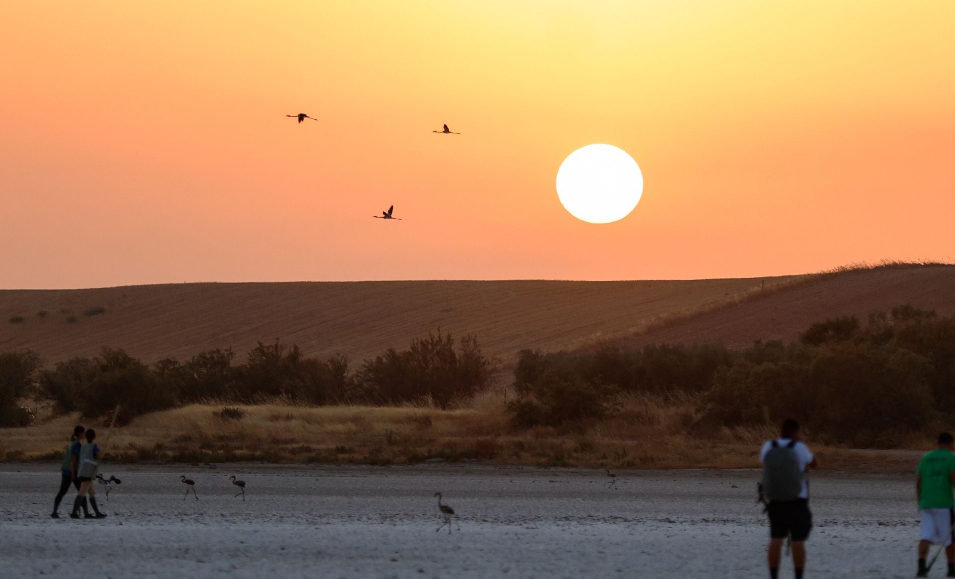Flamingo ringing returns to Fuente de Piedra after years of drought