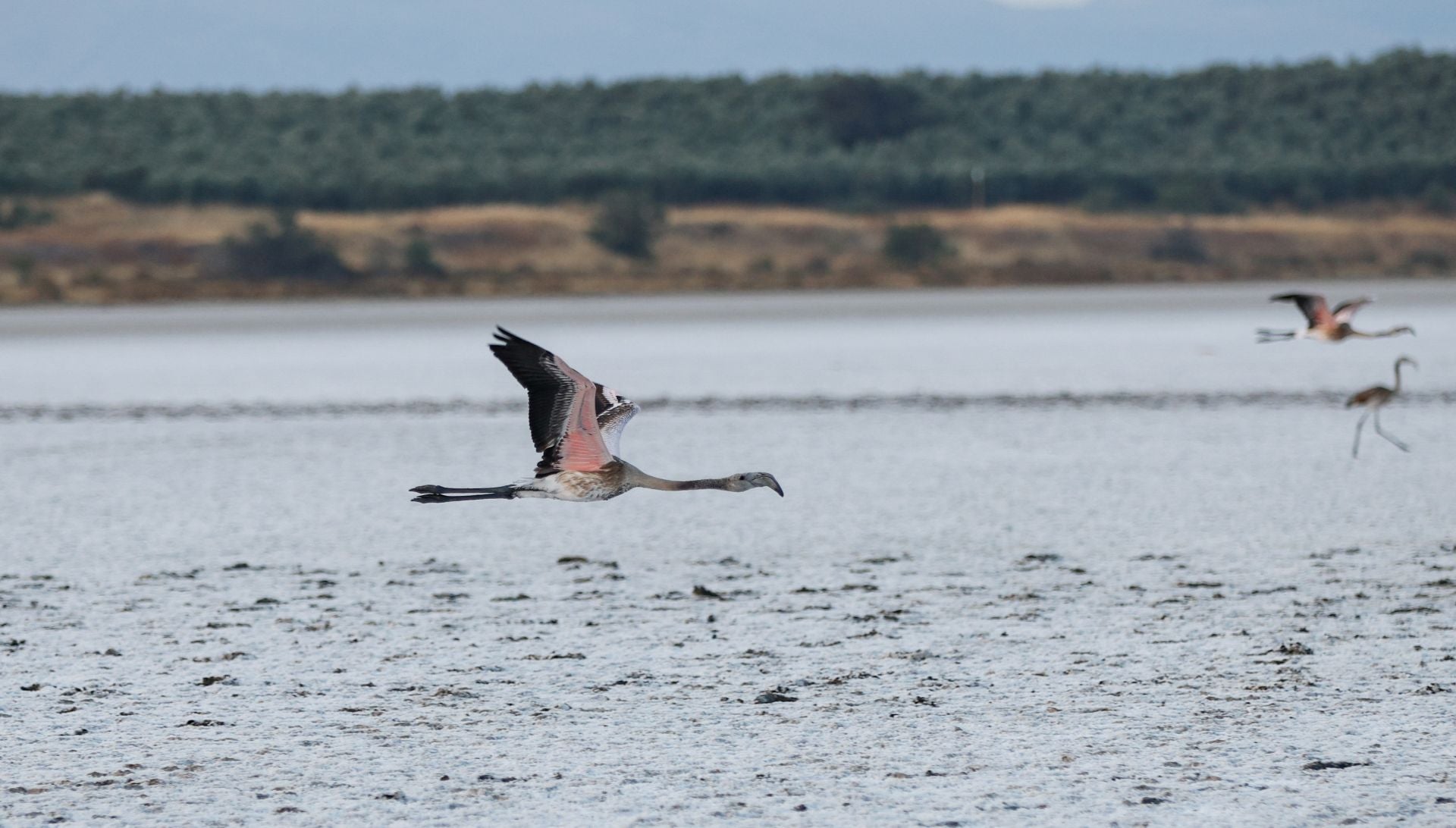 Flamingo ringing returns to Fuente de Piedra after years of drought