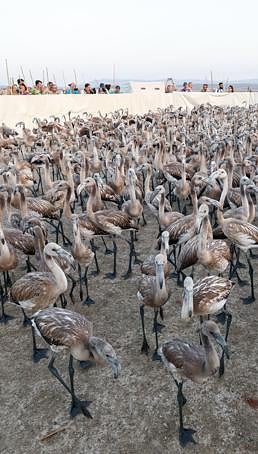 Flamingo ringing returns to Fuente de Piedra after years of drought