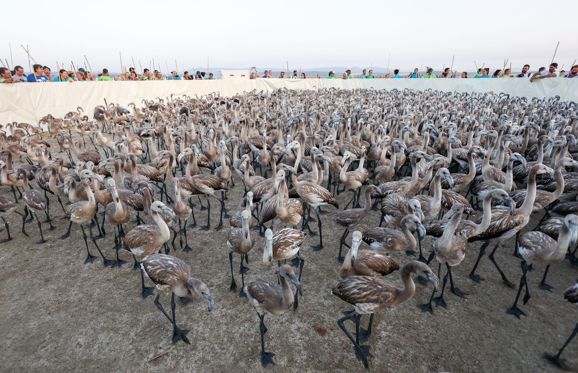 Flamingo ringing returns to Fuente de Piedra after years of drought