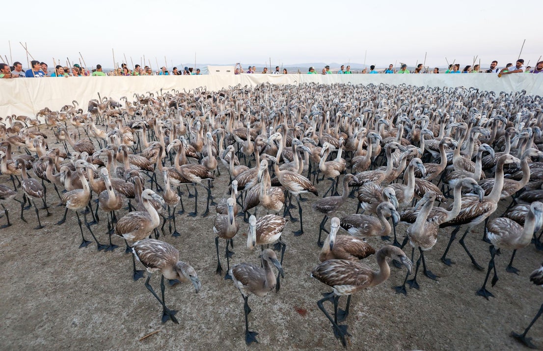 Flamingo ringing returns to Fuente de Piedra after years of drought