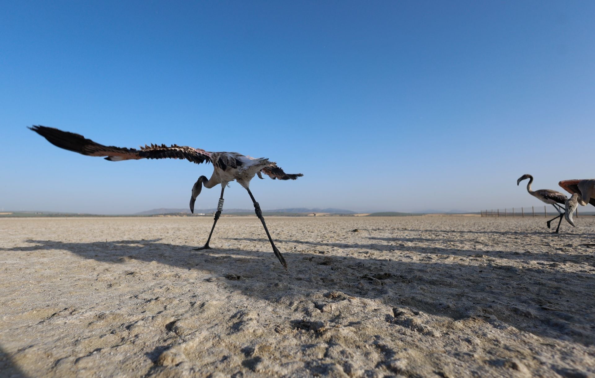 Flamingo ringing returns to Fuente de Piedra after years of drought