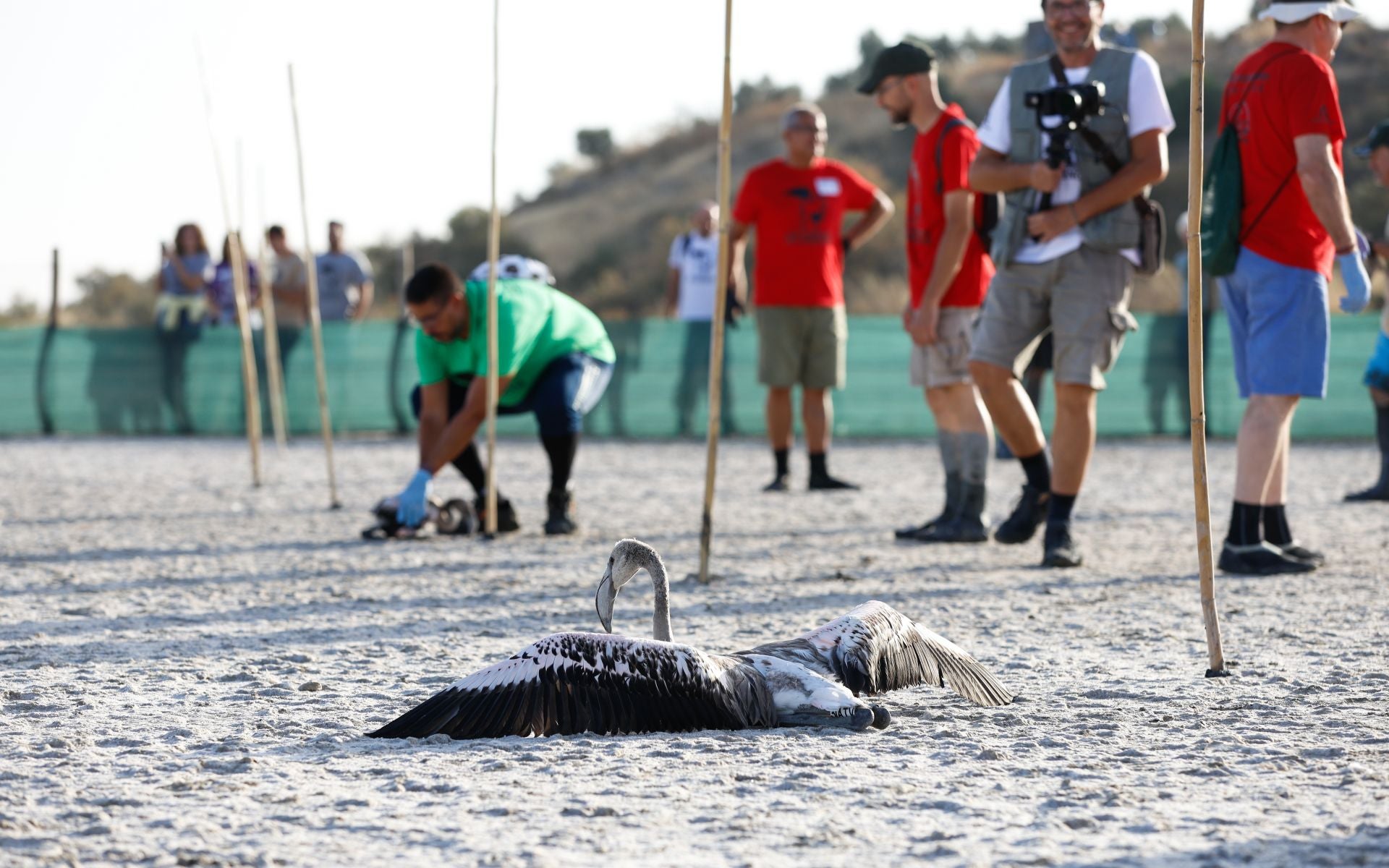 Flamingo ringing returns to Fuente de Piedra after years of drought