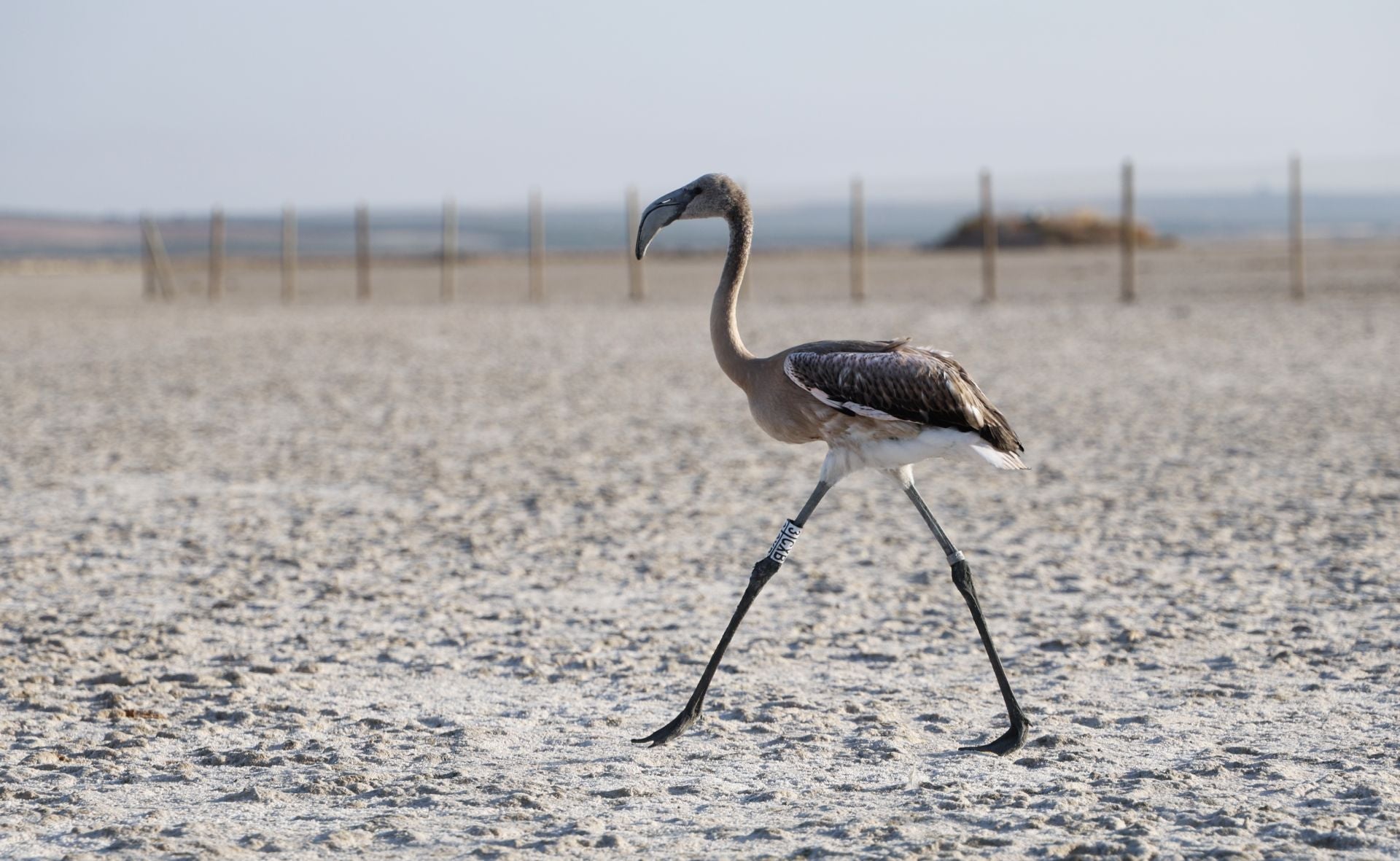 Flamingo ringing returns to Fuente de Piedra after years of drought