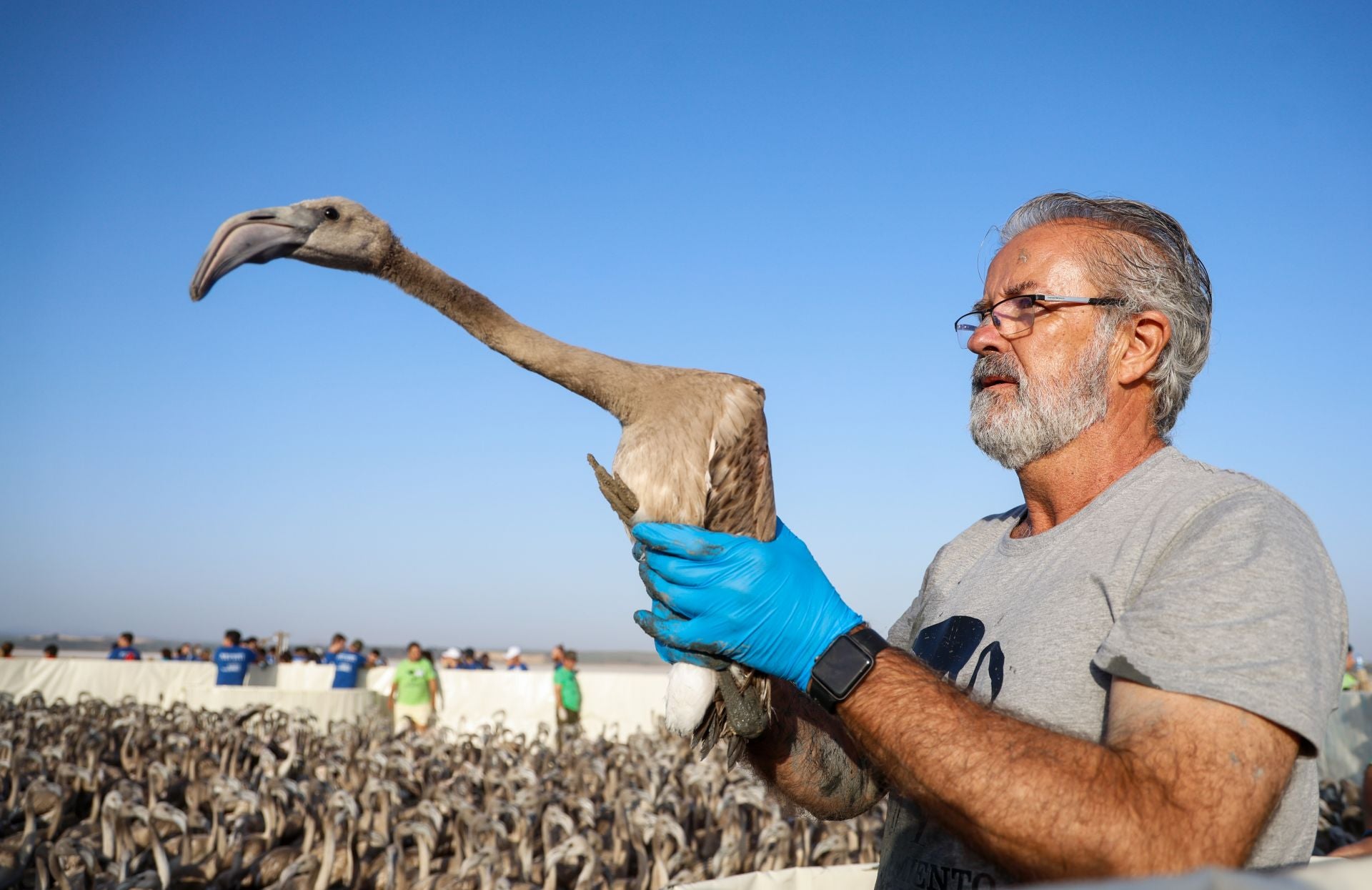 Flamingo ringing returns to Fuente de Piedra after years of drought