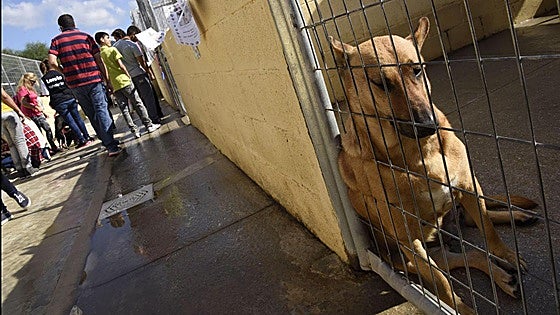 Fuengirola puts out to tender contract for management and shelter of stray animals