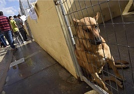 The company must have an animal health centre with at least ten kennels.