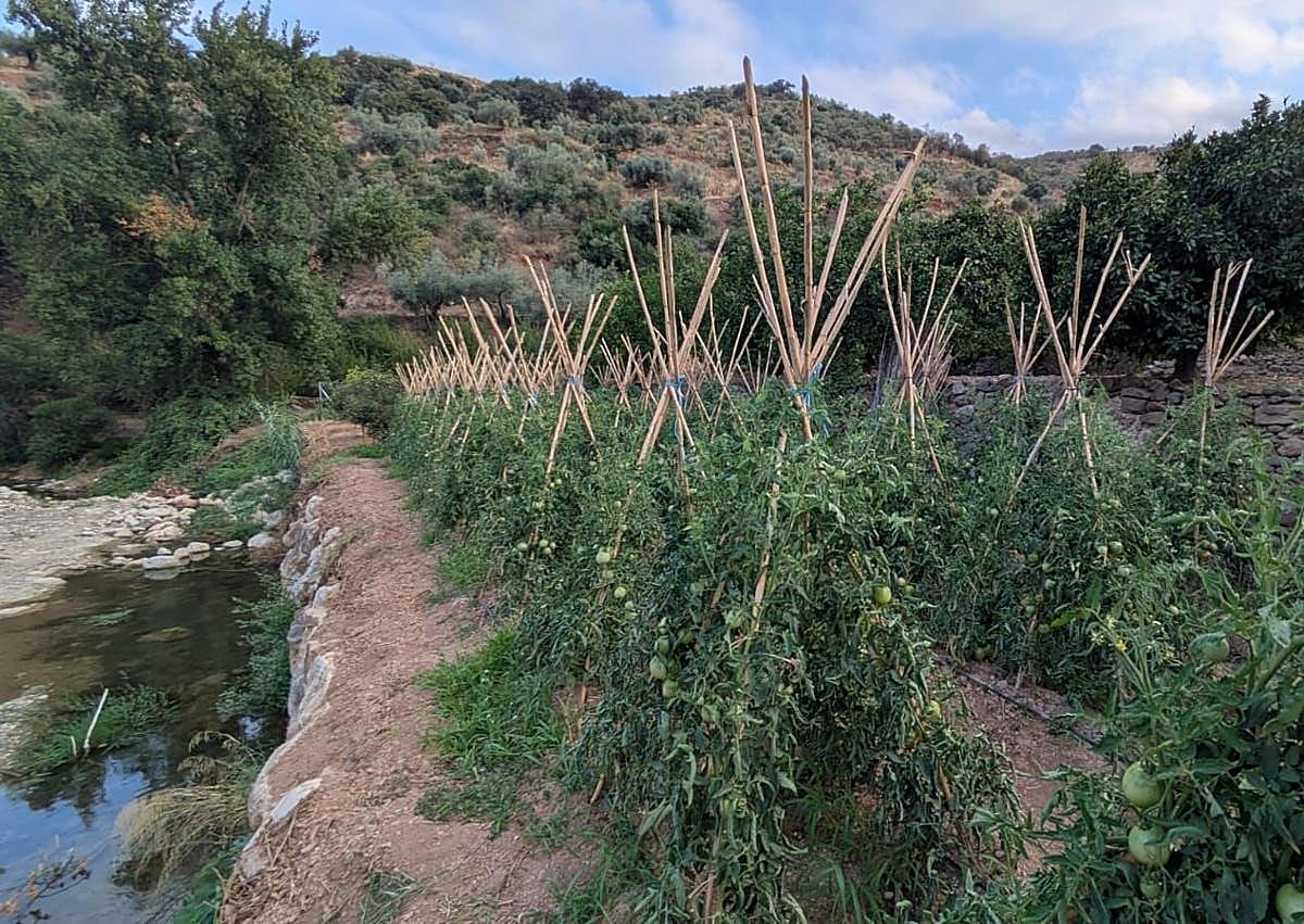 Imagen secundaria 1 - The Malaga town where oranges grow in August