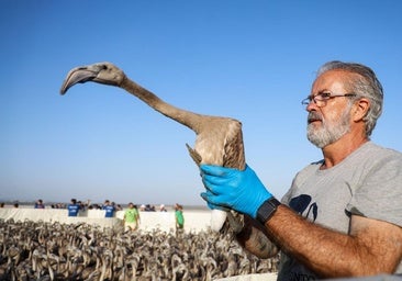 Volunteers took part in the ringing