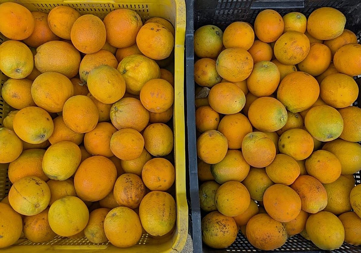 Imagen principal - The Malaga town where oranges grow in August