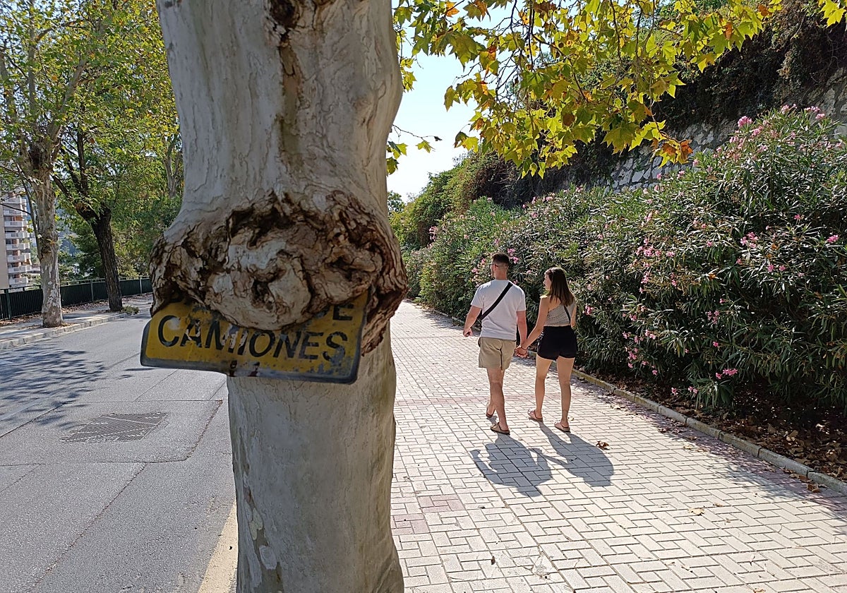 The 'sign-eating' tree on Camino Nuevo in Malaga.