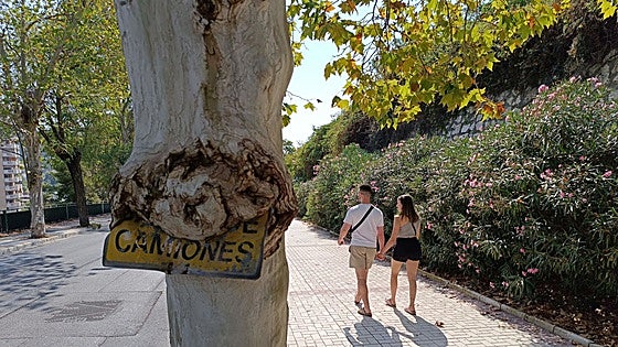 The 'sign-eating' tree on Malaga's Camino Nuevo