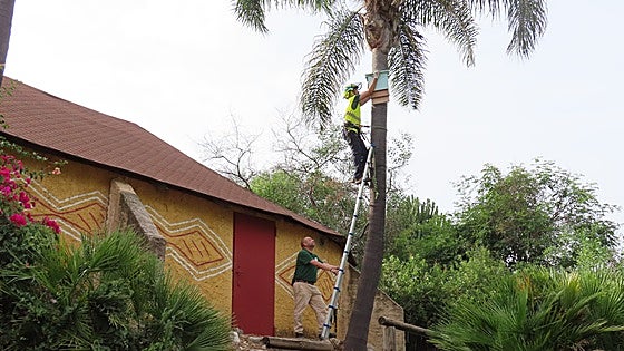 Bat colonies encouraged to naturally reduce pests including the tiger mosquito and other disease-carrying insects