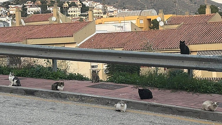 'Cooped up at home' by an 'out of control' cat colony in Rincón de la Victoria