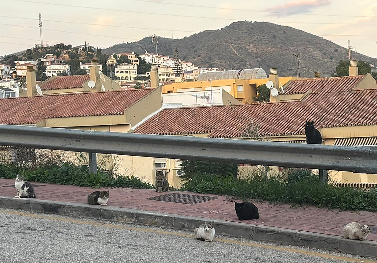 Some of the stray cats that hang around nearby homes.