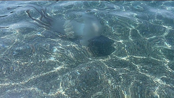 Giant jellyfish appears on Salobreña beach