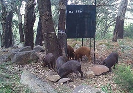 Images of wild boars in an enclosure.