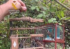 Guardia Civil investigates two people for the illegal capture of protected wild birds