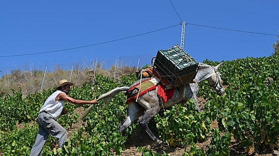 Dreaded mildew expected to cause 30% reduction in Malaga grape harvest