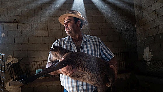 Bluetongue disease confirmed on several farms in southern Spain's Granada province