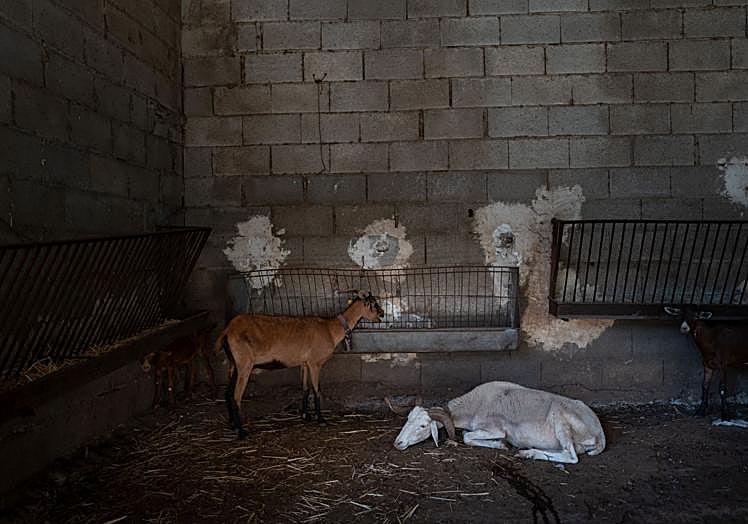 Bluetongue has affected 80% of the livestock on the farm in Órgiva where the first outbreak was confirmed.